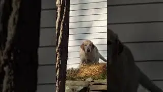 Big Bird #dog #dogshorts #dogsarethebest #cute #neighborsue #doglifeisgood #doghappy #pets #petlover