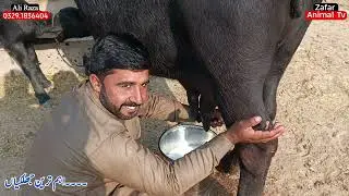 Nilli,Ravi buffalo for sale on ZafarAnimalTv December 2025.phone 0329.1836404