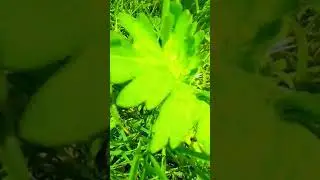 natural create beauti and Islamic content (4)