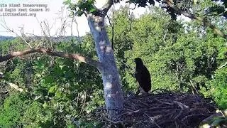 Little Miami Eagle Cam Season 1, 2022 Little 1 fledges