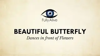 Beautiful Butterfly Qigong Form