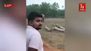 ELEPHANT TERRORIZES VILLAGE: Forest Department Faces Challenge in Safely Relocating the Animal