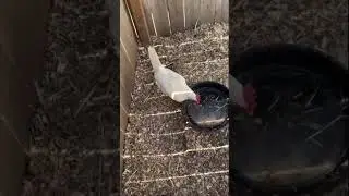 The Best Chicken For a Small Backyard #shorts #chickens #urbanfarming