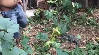 Lagarto tei&uacute; atacando homem