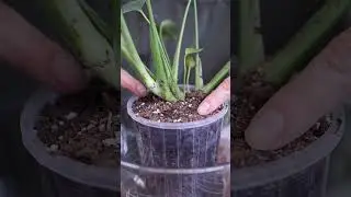 Water plants from the bottom #plants #houseplant #houseplantcare #monstera