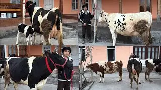 Sardorbek ukamizda Simental va Ras poroda buģoz hamda ona bola sigirlar 