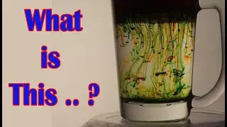 Food Coloring Experiment | Experiment with Oil, Water, Color| Namaste Experiment