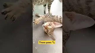 Little kittens are pure heart-melting cuteness #cats #kittens
