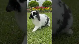Nibbles playing in the grass#ai
