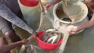 মৃগেল মাছ বিক্রি করলাম 🐟 #fish #fishselling #mrfishing