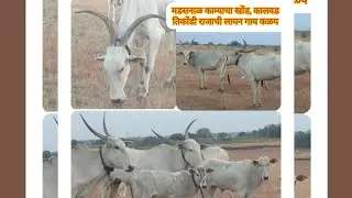 सुंदर खिल्लार गाय कळप मालक- गणपती माने रा- लवंगा ता जत जि सांगली 