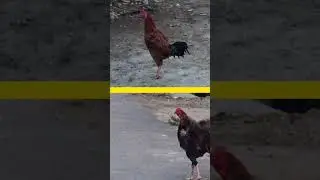 Ayam Jago Berkokok Diiringi Suara Burung Perkutut Merdu | Rooster Crowing with Peaceful Dove Sound