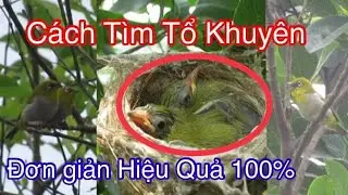 Cách Tìm Tổ Chim Khuyên Cực Kỳ Đơn Giản Và Hiệu Quả 100% | Nét Đẹp Vùng Cao