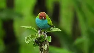 Bay headed Tanager