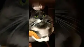 Бонечка#Таблетки #cat #давайтедружить #подпишишь #юмор#смех#cat #shortvideo #котик #cat #кот #