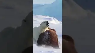 Polar Bear Mother DESTROYS 2 Grizzlies - SAVES Baby 🔥 #viral
