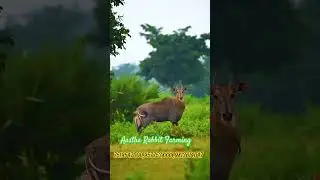 How To Start A Rabbit Farming Business In India (Complete Guide)