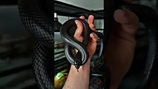 BANE my Mexican black king snake 😍🔥