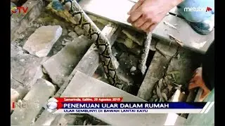 Ular Piton 3 Meter Ditemukan di Bawah Lantai Kayu Rumah Warga - BIM 29/08