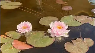 No. 46: Miniteiche - Kleine Wassernische im Garten