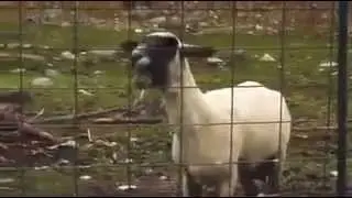 Une ch&egrave;vre qui hurle!!!