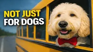 More Than a Bus: How One Dog Ride Is Changing Lives | The Storybook Sanctuary Ep. 21