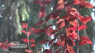 Arborétum Borová Hora (Zvolen)