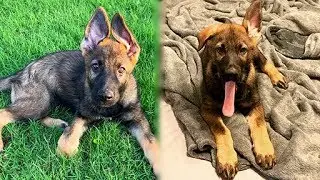 My New Puppy! (German Shepherd)