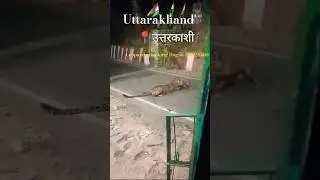 #leopard #attack #tigerattack#wildlife #petshub #sanjubaba #almora #new #viral #aajtak #live #nature