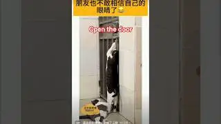 open the door #cat #catshorts #talent #skills #unique #interesting #unbelievable #amazing #funny