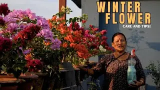 Winter Flowers Plant Care in Nepali I Pabitra Garden