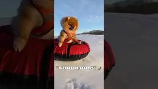 I&rsquo;m coconut🌴🥥#dog #cutedogs #cutepets #puppy #pets #dogvideos #dogshorts