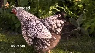 Canon 550D T2i Magic Lantern Raw Video Test