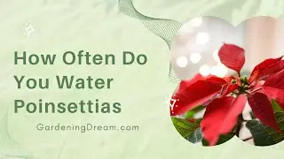 How Often Do You Water Poinsettias