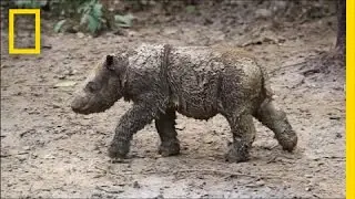 Baby Sumatran Rhino Is Indonesia&rsquo;s First Born in Captivity | National Geographic
