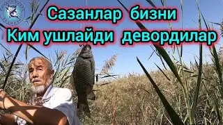 САЗАНЛАР УЗЛАРИ ИЛТИМОС КИЛЯПТИ.БИЗНИ КИМ ТУТАДИ?