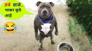 Animal comedy dubbing | Marathi funny comedy video | Marathi animal comedy | Instagram comedy videos