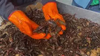 Live Crawfish // Crawfish Time // Hot and juicy Crawfish