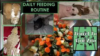 Vegetable & Fruit DAILY ANIMAL FEEDING Routine