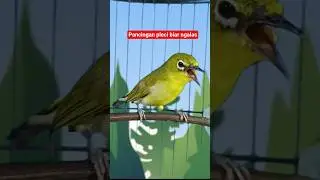 pancingan pleci ngalas nembak #plecigacor