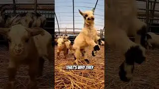 Why Do Goats Headbutt?