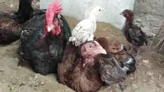 #henplayinginmudwithhisfamilyHow Hen and his family playing in mud