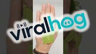Leaf Insects Crawling On Hand || ViralHog