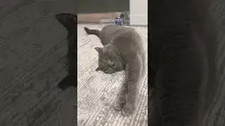 #depresyon #keşfet #youtubeshorts #hype #aboneol #replikler #dizi #cat #uyku #catlover #paytak