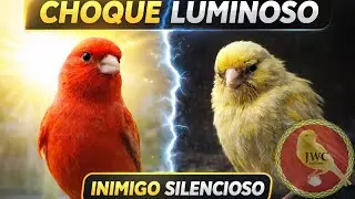 O QUE É E COMO EVITAR CHOQUE LUMINOSO! #canariljwc #canário