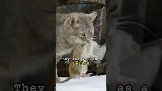Why do cats like to bring you gifts? #cats #lovecats #pets