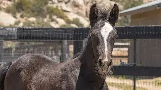 2018 Belantis / Royal Diamond / F&uuml;rst Heinrich Filly - Oldenburg GOV