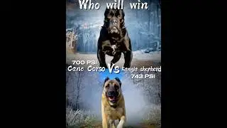 Cane Corso vs Kangal Shepherd vs Germane shepherd Bite Force and Strength challenges