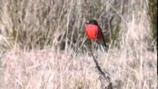 Flame Robin (Petroica phoenicea)