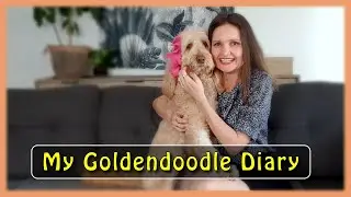 MY GOLDENDOODLE DIARY (& why are they called &lsquo;GROODLES&rsquo; in Australia?!) | New Intro